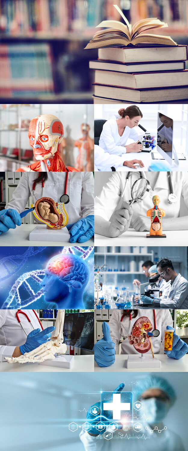 ANATOMY